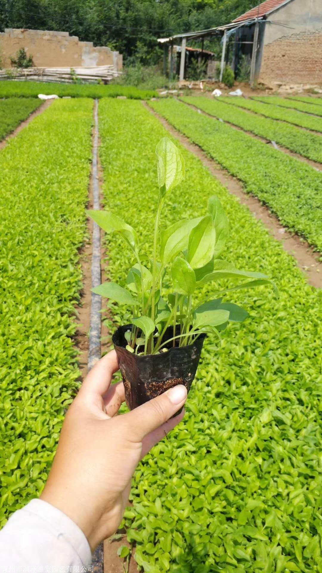 松果菊-青州松果菊-松果菊小苗-松果菊基地