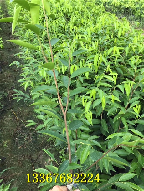 正宗奇楠沉香树苗绿奇楠沉香树苗种奇楠沉香苗什么时候种棋楠苗