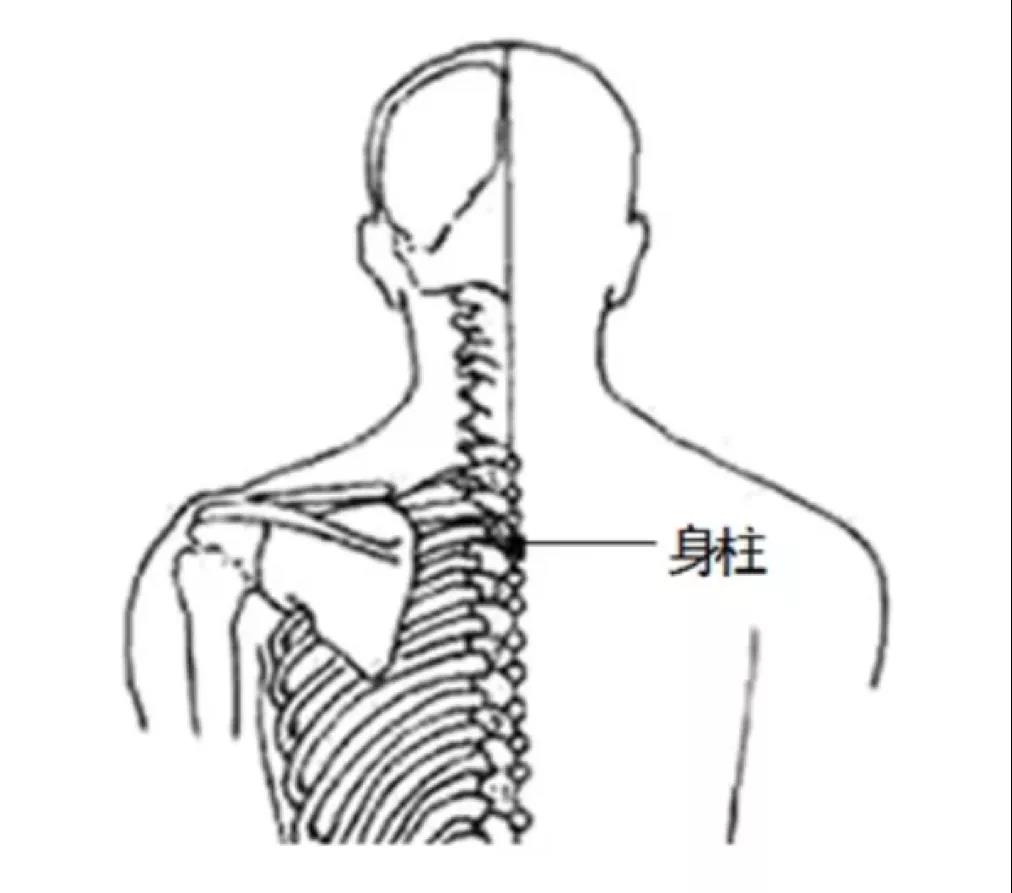 身柱穴位于人体后背两个肩胛骨的中间处第三胸椎棘突下凹陷中,上方