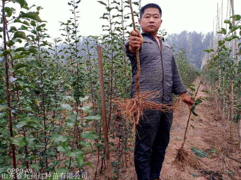 鲁丽苹果苗早熟全红,耐运免套袋抗病不沙化