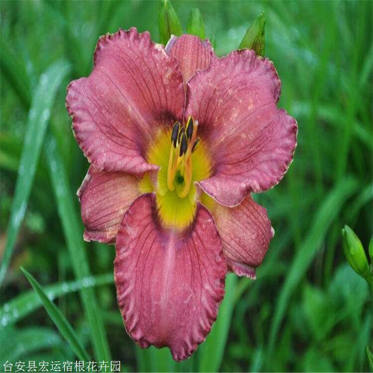 大花萱草种子宏运花卉耐旱耐寒耐积水现苗供应