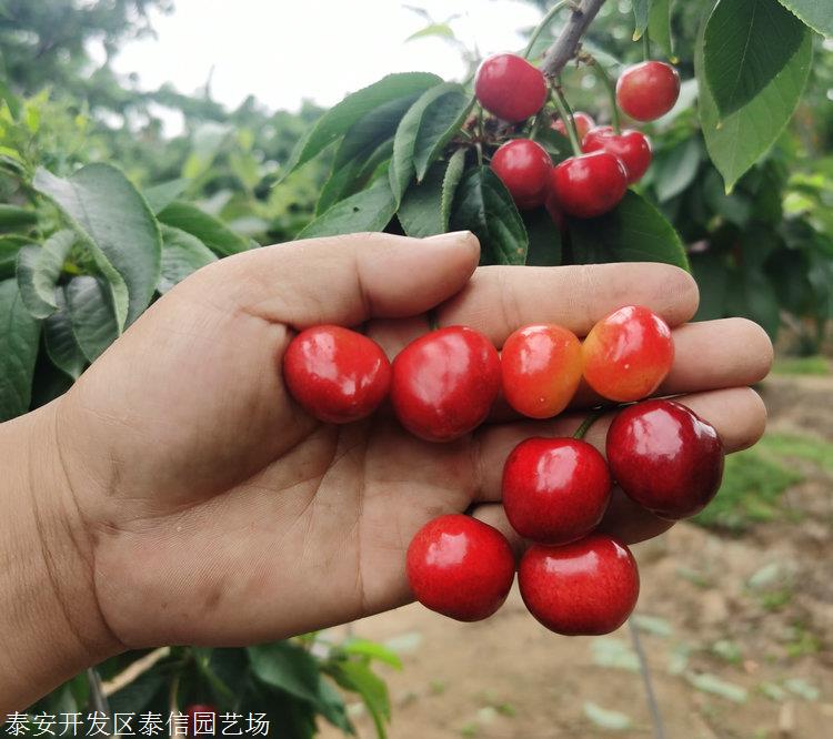 明珠樱桃苗现货明珠樱桃苗出售
