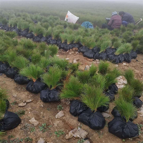 松树树苗 湿地松裸根苗 行道树用松树苗 湖北湿地松袋苗批发-林之源