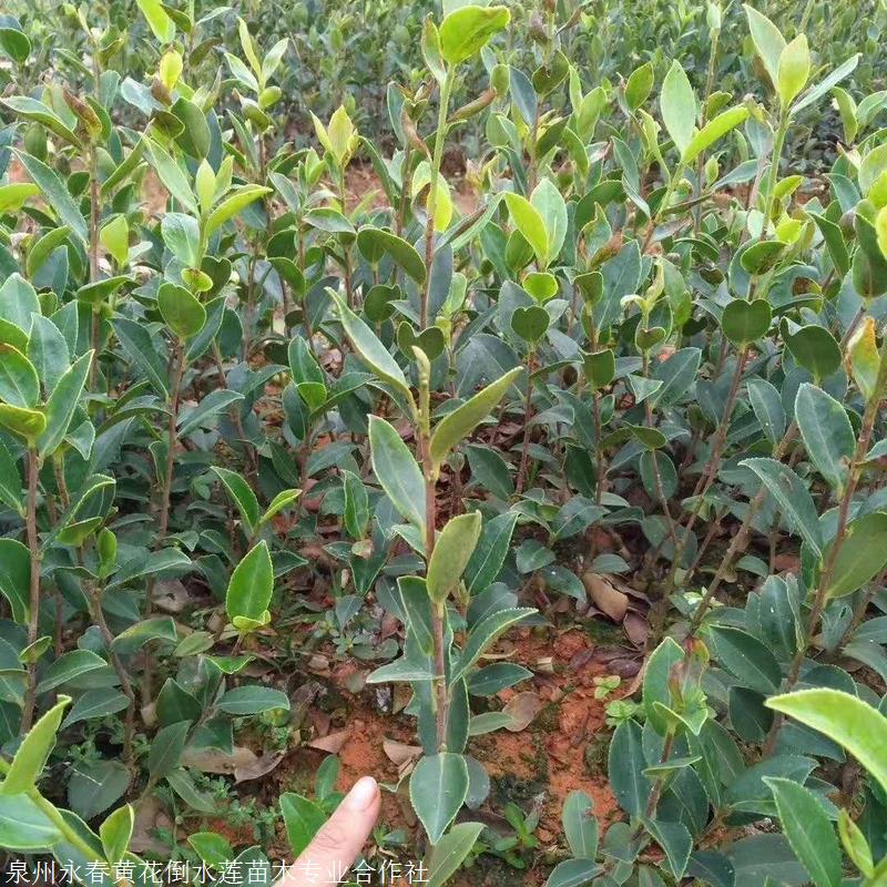 供应大果宛田红花油茶苗油茶苗批发