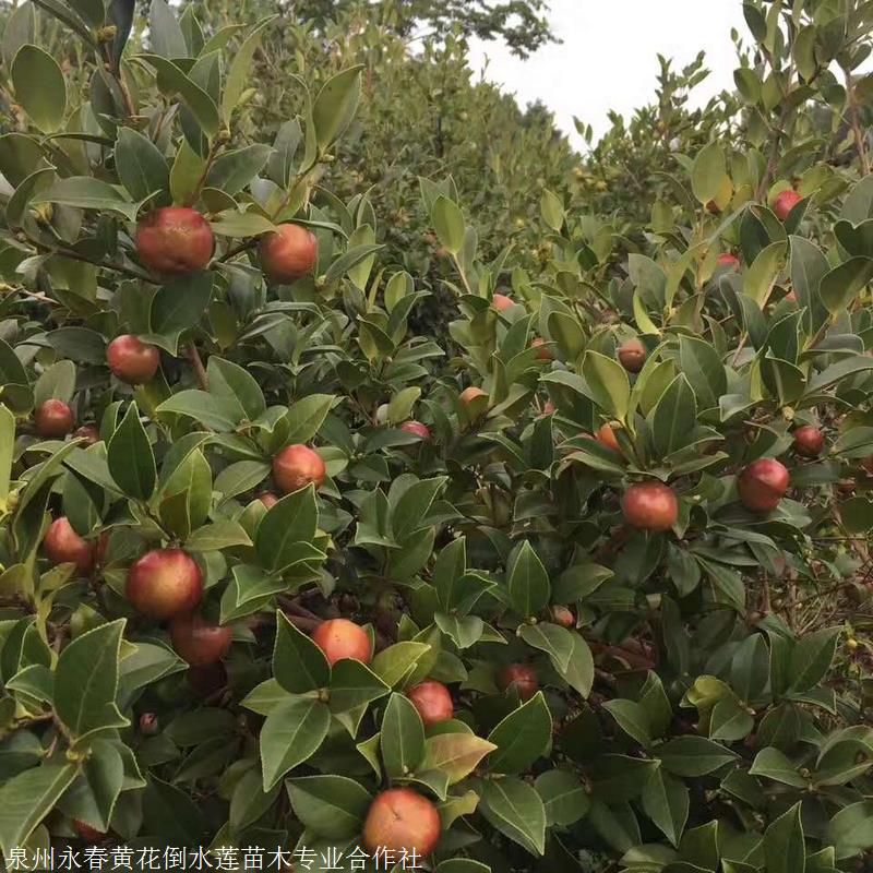 丽江油茶树苗江西油茶苗长林40号油茶苗