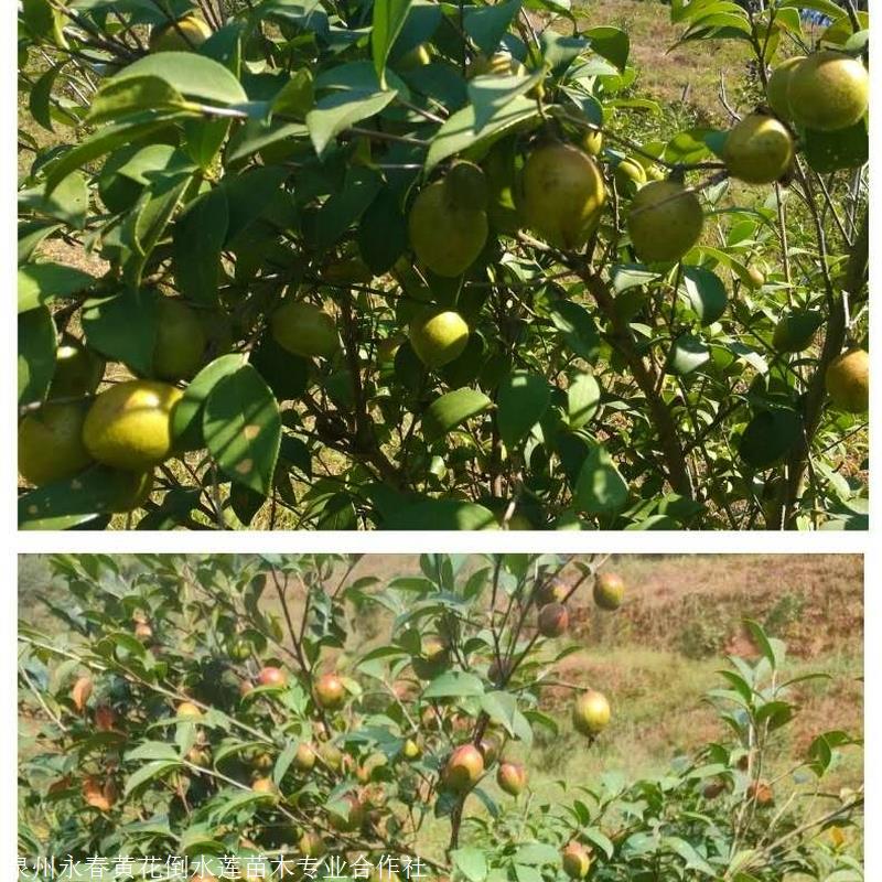 供应岑巩红花油茶高产嫁接苗 长林40号油茶苗高成活油茶苗