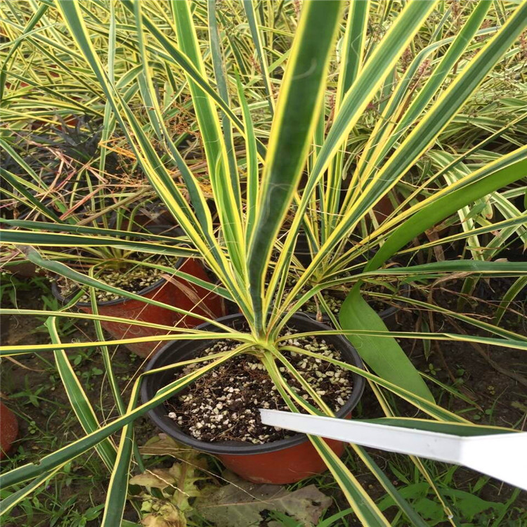 直销 三裂绣线菊 价格实惠 规格齐全 园艺观花植物