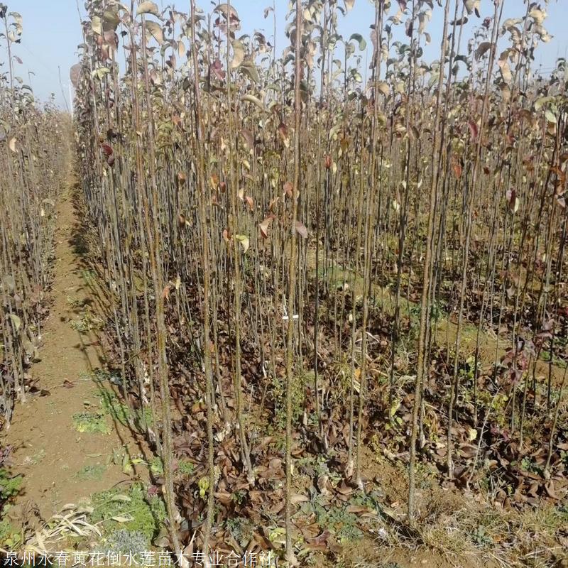 首页 苗木 果树苗木 梨树 蜜雪梨树苗 二年黄冠梨树苗 优惠批发梨树苗