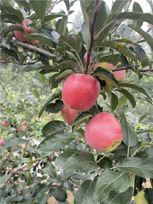 矮化鲁丽苹果苗多少钱一棵山东果树研究所鲁丽苹果苗