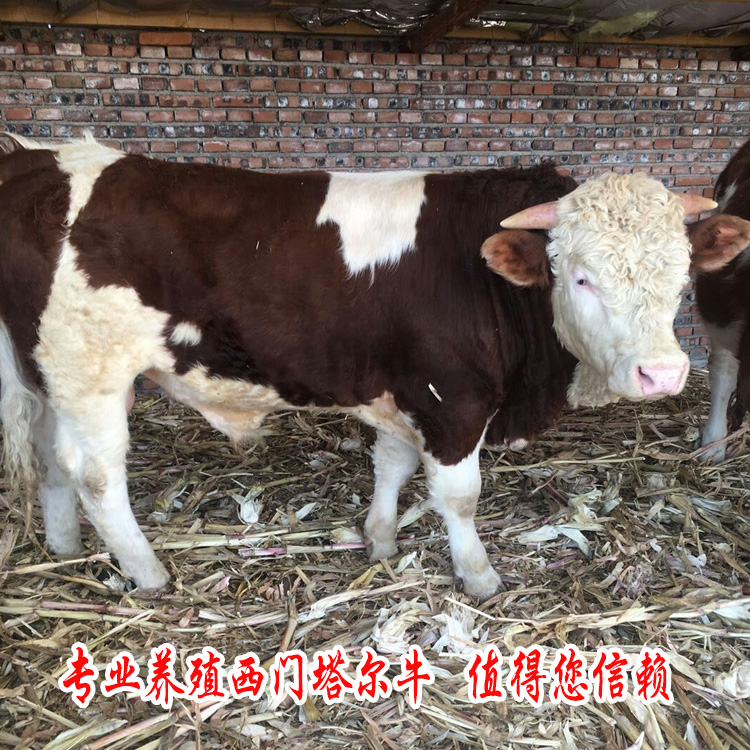 辽宁省紫红花西门塔尔牛犊子价格