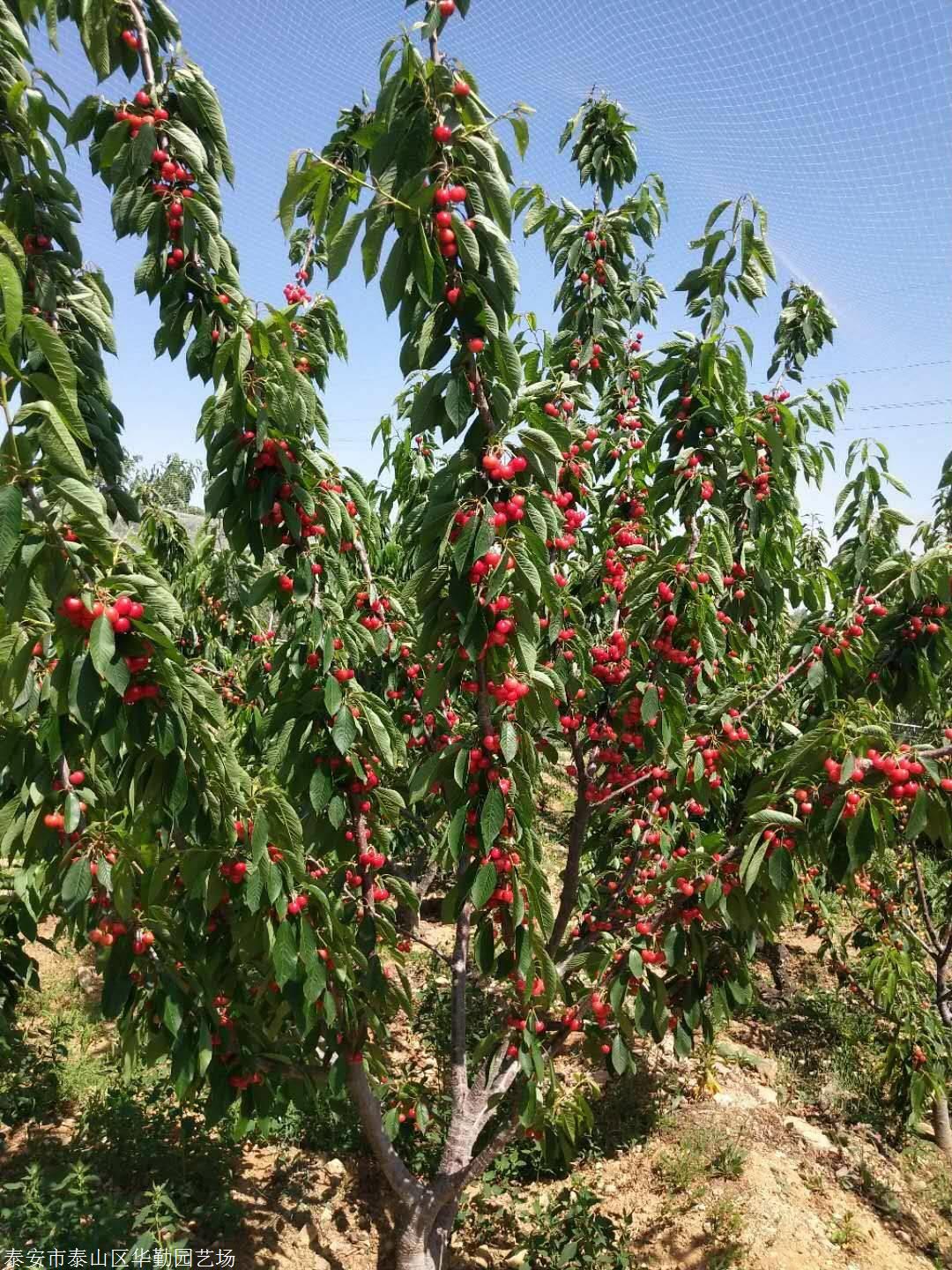 kgb树型新品种大樱桃苗大型繁育场kgb桑缇娜大樱桃树苗长势