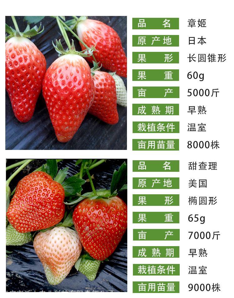 美十三草莓苗基地优选-章姬草莓苗品种齐全-先挖现卖