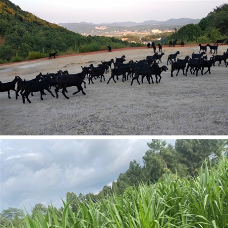 黑山羊|黑山羊养殖|湖南黑山羊|养羊牧草|湘美黑山羊