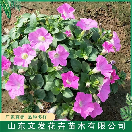 垂吊牵牛花垂吊牵牛花价格垂吊牵牛花小苗