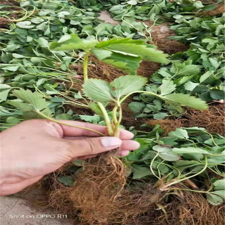 妙香草莓苗草莓苗可南北方种植大量供应盆栽地栽草莓苗