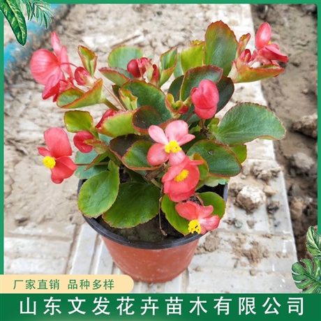 绿叶四季海棠绿叶四季海棠小苗绿叶四季海棠幼苗