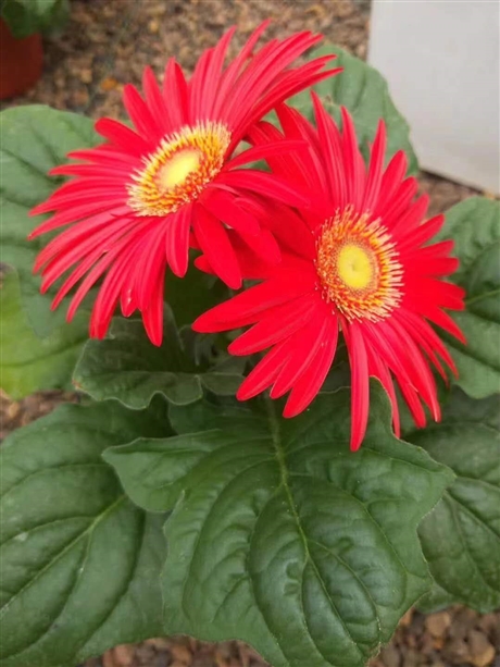 非洲菊小苗价格非洲菊幼苗行情非洲菊基地