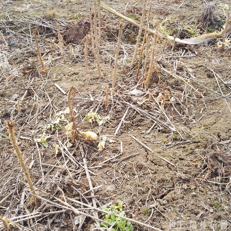 酒泉市乌龙头苗 基地批发 乌龙头种苗 高产耐寒