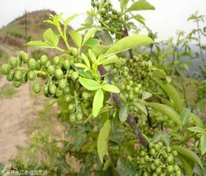 九叶青花椒树基地,九叶青花椒树今年价格