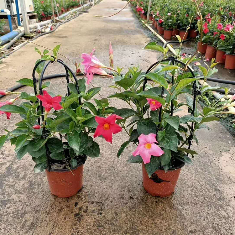 飘香藤山东飘香藤基地飘香藤幼苗