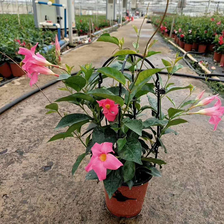 飘香藤山东飘香藤基地飘香藤幼苗