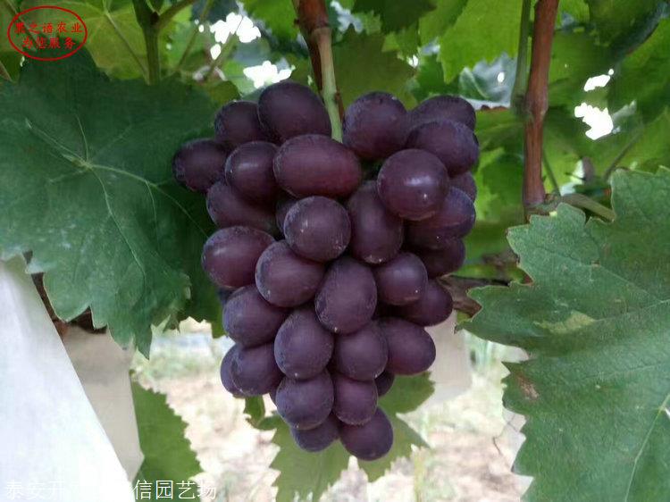 香悦葡萄苗 香悦葡萄苗采购热线
