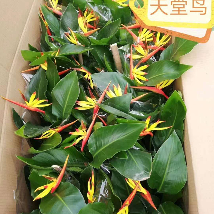 天堂鸟供应天堂鸟天堂鸟幼苗