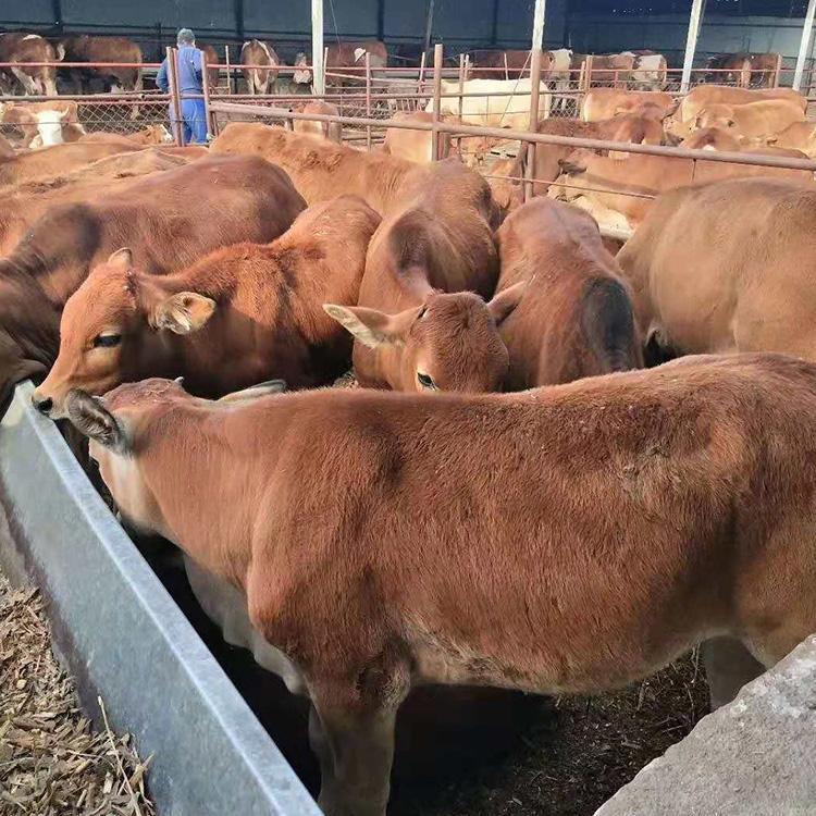 改良肉牛品种优良尔牛 纯种肉牛养殖场 肉牛养殖场出售