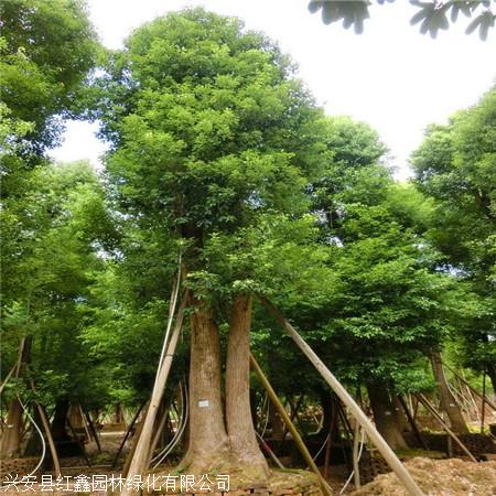 香樟树报价 上海香樟小苗 成活率高 基地种植