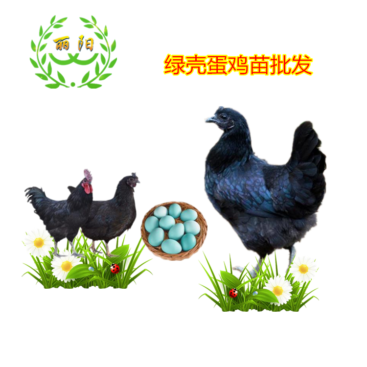 纯种黑乌鸡苗绿壳蛋黑鸡苗行情