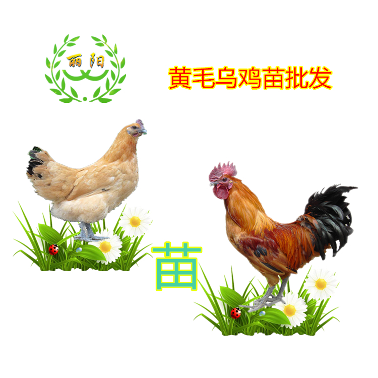 湖南黄毛乌鸡苗市场行情