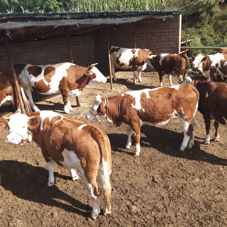 吉林省西门塔尔四代牛犊子价格 宏图牛业