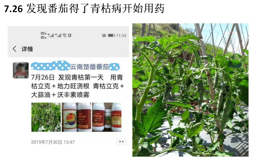 番茄青枯病防治措施 青枯立克杀菌剂 一灌三喷套餐用药