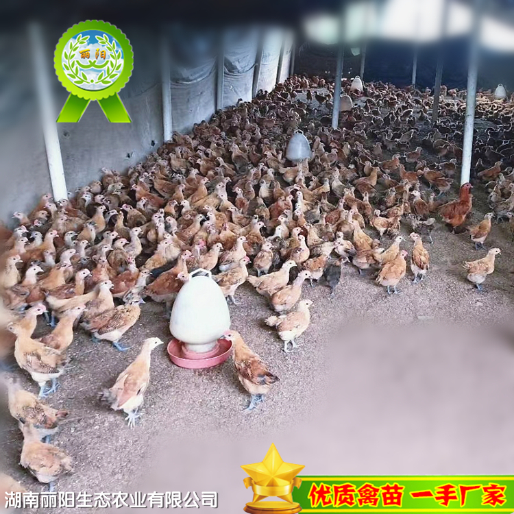 江西红瑶鸡苗 黑瑶鸡苗 脱温鸡苗价格