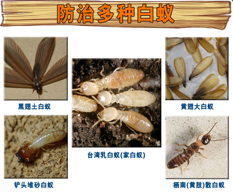 广州天河防白蚁公司白蚁治理公司灭白蚁公司热线白蚁防治站