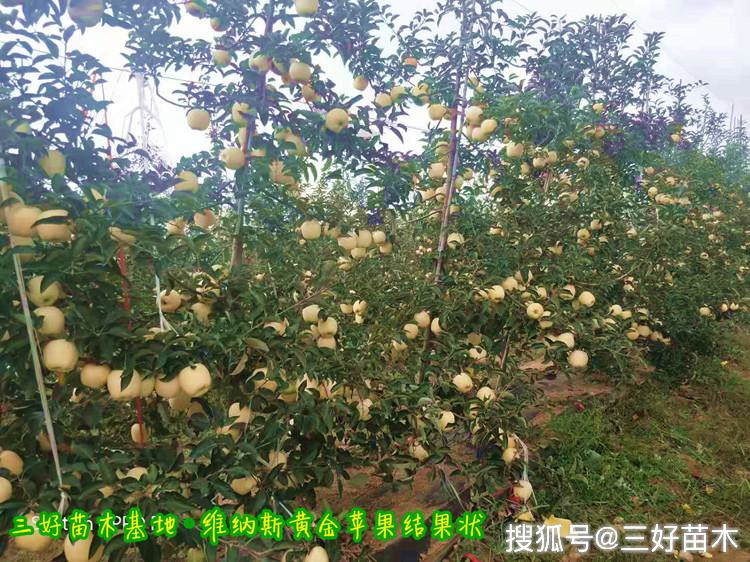 新品种维纳斯黄金苹果品种优缺点介绍