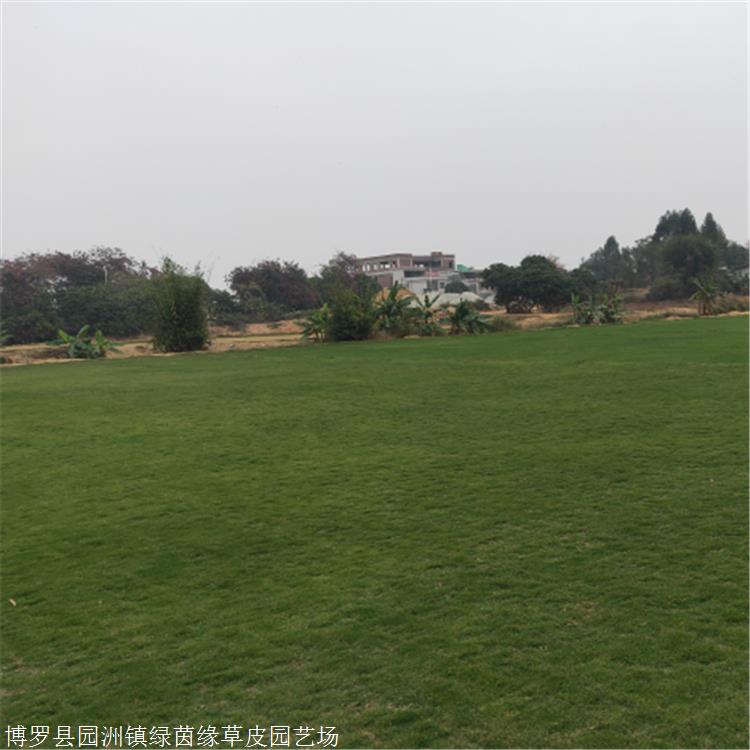 深圳园林植物草坪马尼拉真草草皮销售绿茵园