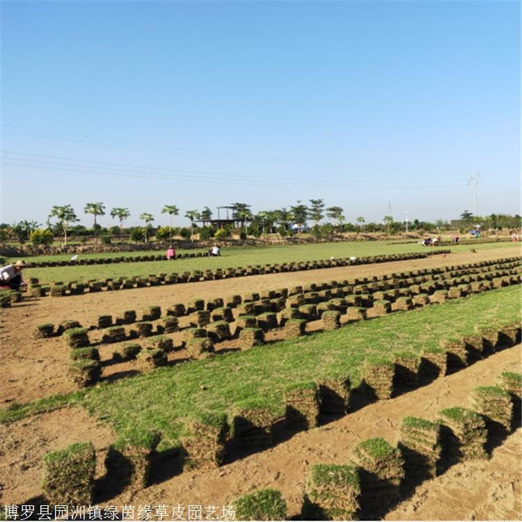 广州马尼拉草坪草卷马尼拉草卷批发厂家绿茵园