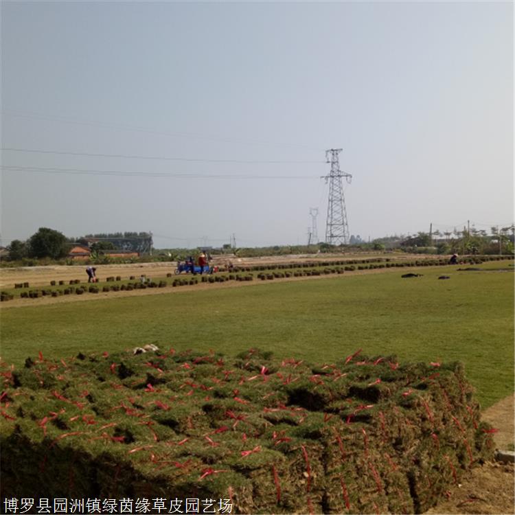 广州耐寒别墅庭院真草坪马尼拉草坪耐践踏销售绿茵园