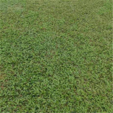东莞供应大叶油草公园大叶油草皮草坪厂家批发绿茵园