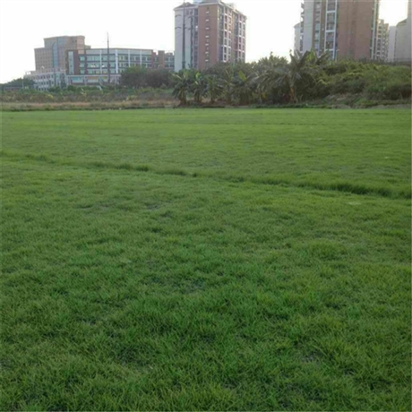 深圳早熟马尼拉草皮耐寒马尼拉草坪厂家绿茵园