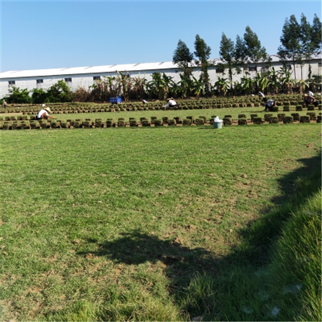 深圳早熟马尼拉草皮草坪种植马尼拉草坪供应绿茵园