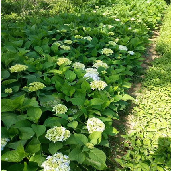 八仙花绿化工程苗 八仙花小苗报价 八仙花苗基地