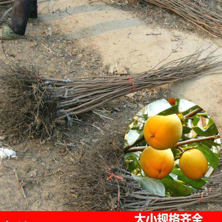 次郎甜柿柿子苗价格 两公分柿子树苗基地 根系发达 成活率高