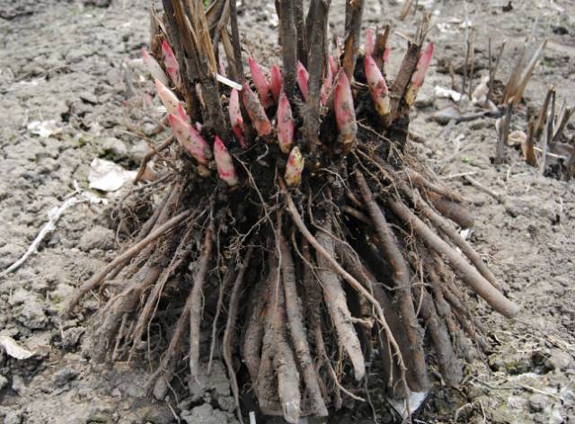 芍药属于地被宿根花卉,它的种植,基本上靠芍药根,靠根部芽点繁育生长.