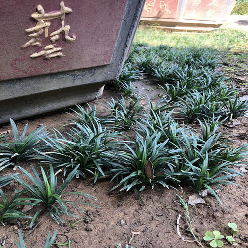 玉龙草种植用途及图片