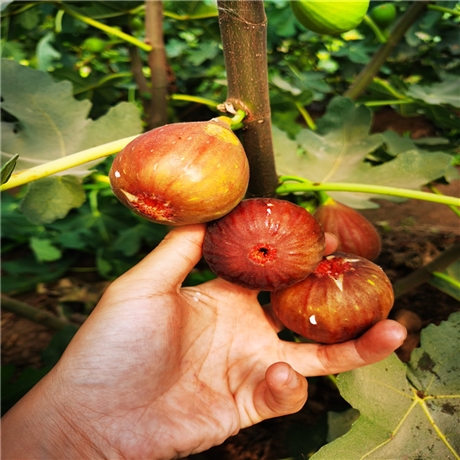 芭劳奈无花果苗种植技术乐耕农业芭劳奈无花果苗基地