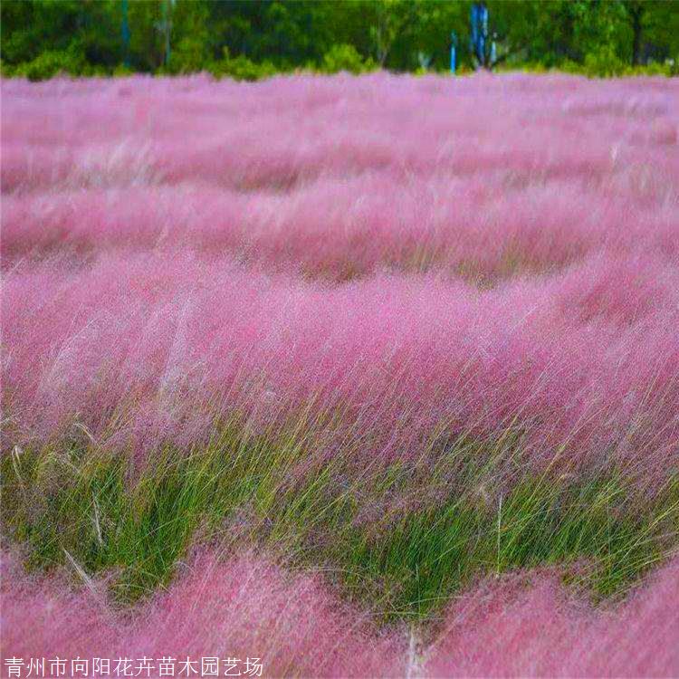 盆栽粉黛乱子草 毛芒乱子草 网红景观用草粉黛乱子