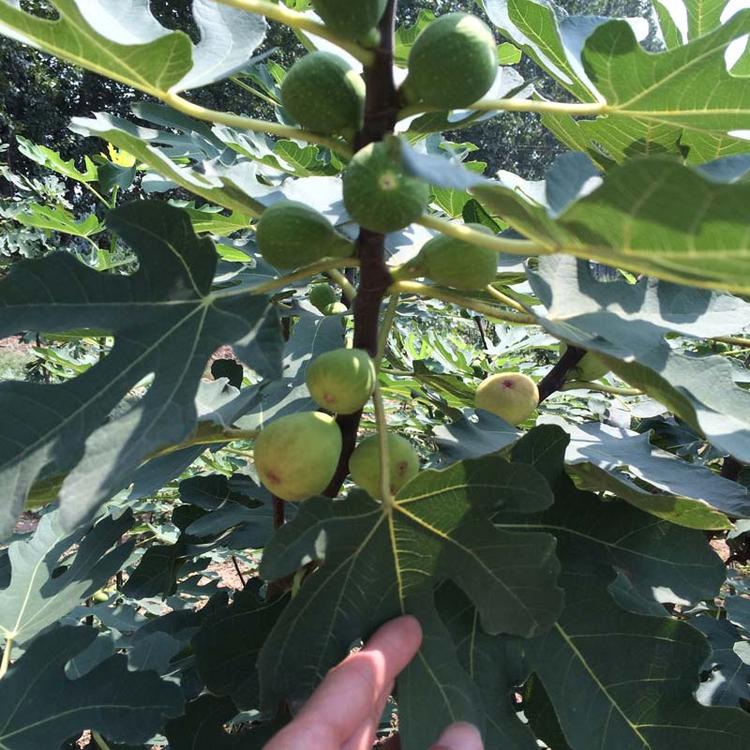 波姬红无花果苗基地 斯特拉无花果苗 茂盛 抗旱