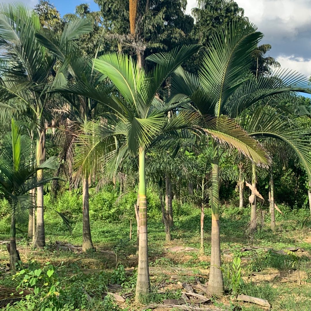 椰子树用国王椰子果子 库存照片. 图片 包括有 更加新鲜, 健康, 饮食, 叶子, 背包徒步旅行者, 一堆 - 100436212